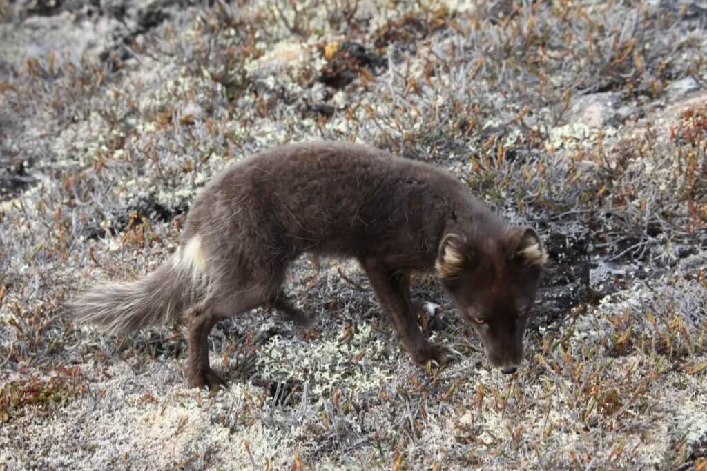 Upernavik 2009 - Renard au camp 5 le 2 août 2009.