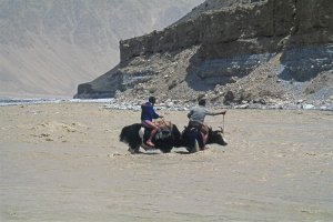 Les yacks dans la rivière Braldu près de Chikar. 24 Juillet 1995.